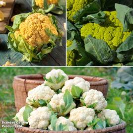 Cauliflower Tricolour Collection