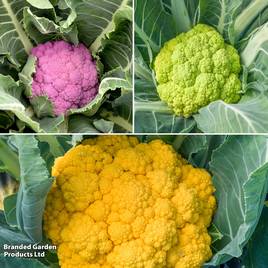 Cauliflower Colour Trio