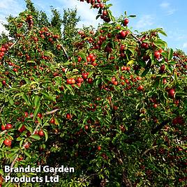 Cherry plum (Hedging)