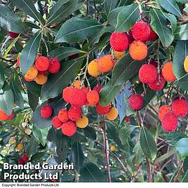 Arbutus unedo Compacta
