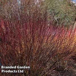 Cornus amomum Blue Cloud