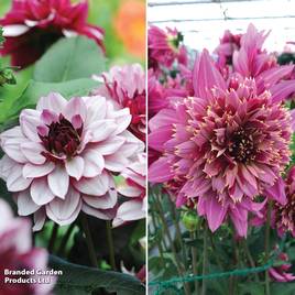 Dahlia Pink Duo