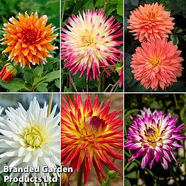 Dahlia Cactus Bundle