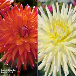 Dahlia Cactus Duo