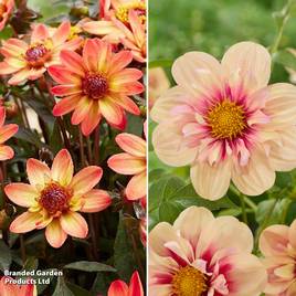 Dahlia Patio Duo