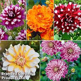 Dahlia Perfect Patchwork Collection