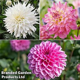 Dahlia Beautiful Bouquet Collection