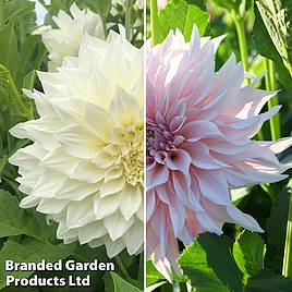 Dahlia Café Au Lait Collection