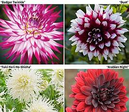 Dahlia Delightful Collection