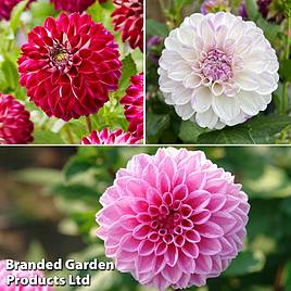 Dahlia Perfect Pompom Collection