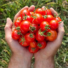 Tomato Gardeners Delight (Grafted)