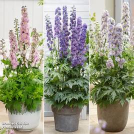 Delphinium elatum Highlander Sensation Collection