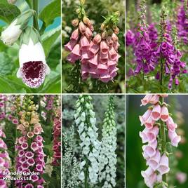 Fabulous Foxglove Collection
