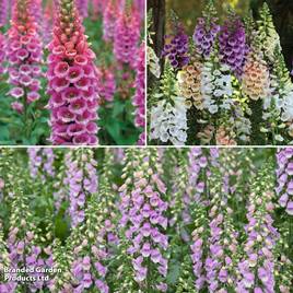 Foxglove Collection