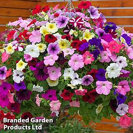 Nurserymans Choice Petunia Collection