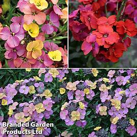 Erysimum Trio