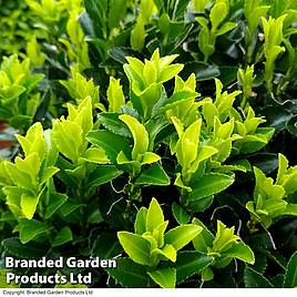 Euonymus japonicus Green Spire
