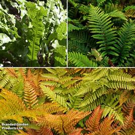 Fern Hardy Collection