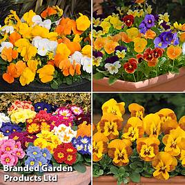 Winter Garden Bedding Collection