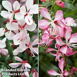 Gaura Gambit Duo