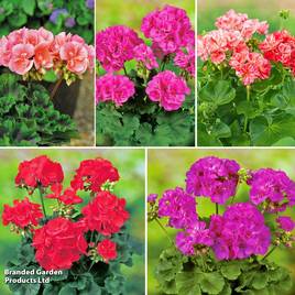 Geranium Giants Collection