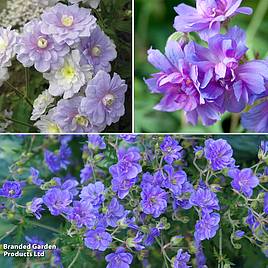 Geranium Hardy Double Collection