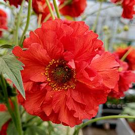 Geum Samba Sunset