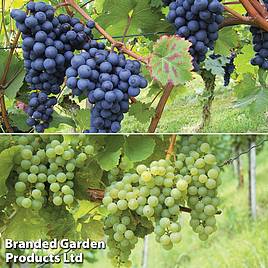 Grape Collection