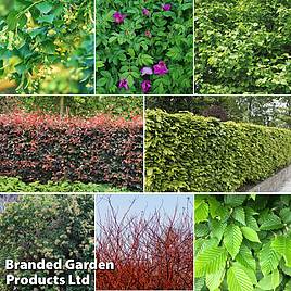 Nurserymans Choice Hedging