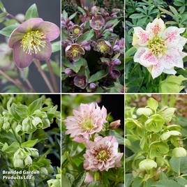 Hellebore Collection