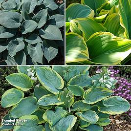 Hosta Decorative Collection