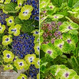 Hydrangea Tellar Green Dream Duo