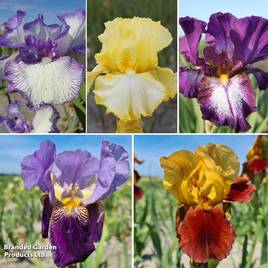 Iris Re-blooming Three Seasons Collection