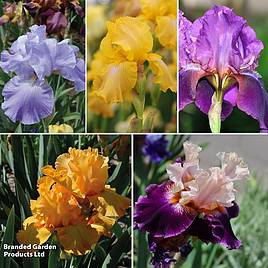 Iris Reblooming Collection