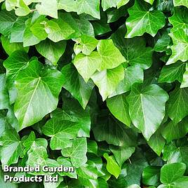 Hedera helix Arborescens