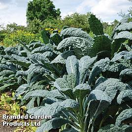 Kale (Organic) Seeds - Nero Di Toscano