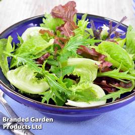 Lettuce All Sorts Mixed