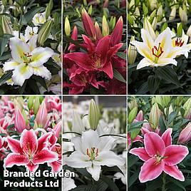 Lily Oriental Giant Flowering Collection