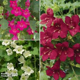 Lophospermum Lofos Compact Trio