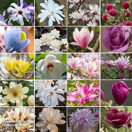 Nurserymans Choice Magnolia
