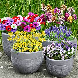 Bumper Spring Bulbs - Collection