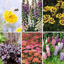 Bumper Potted Perennial Collection