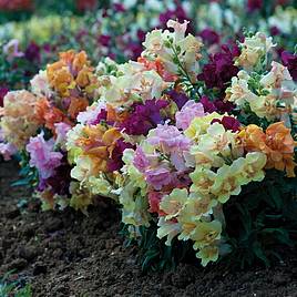 Antirrhinum Mini Butterflies Mixed