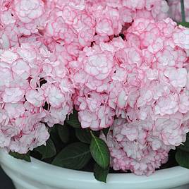 Hydrangea macrophylla Miss Saori