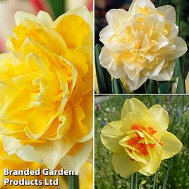 Daffodil Doubles Collection