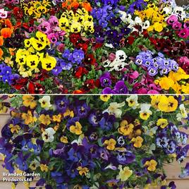 Pansy Hanging Basket Duo