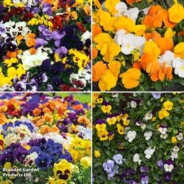 Winter Flowering Pansy Collection