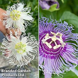 Passiflora Cooltropics Duo