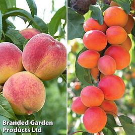Stone Fruit Collection