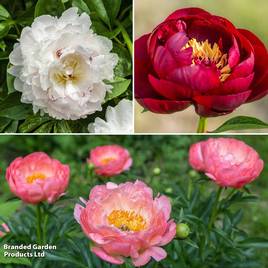 Peony Hardy Collection